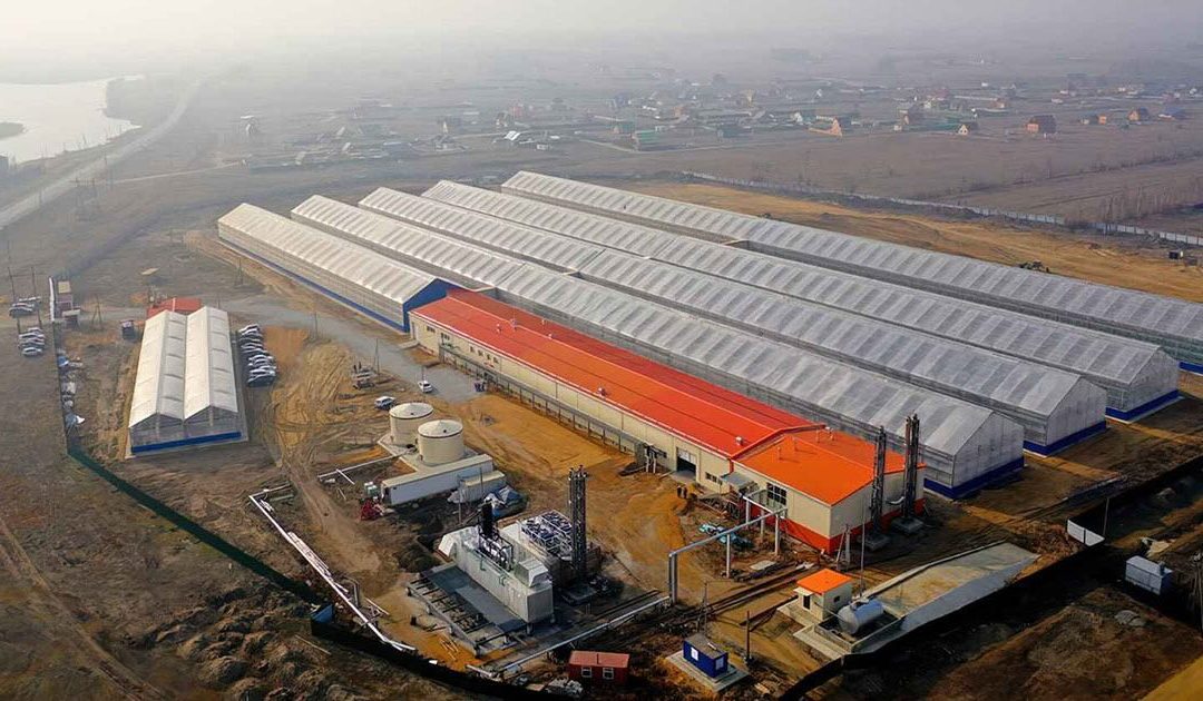Greenhouse Complex Sayuri, Russia