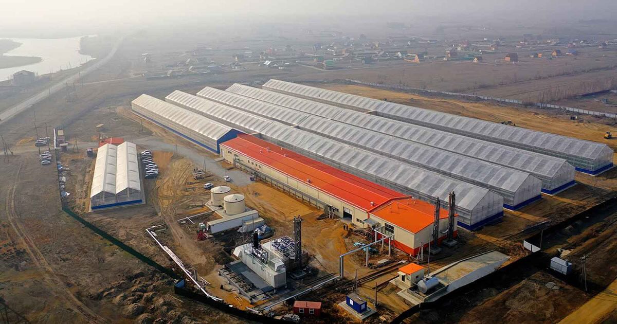 Bird's-eye view of the Sayuri Greenhouse complex in Russia on a sunny, slightly cloudy day. Five long greenhouse rows are visible, one with an orange roof, surrounded by fields and industrial infrastructure. The facility is powered by one TCG 2020 V20 and two Cat G3516 engines, ensuring reliable energy for greenhouse operations in extreme climates.